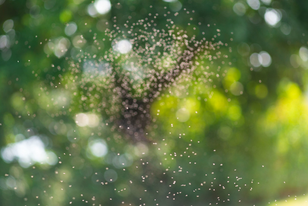 La nuée de moucherons (1961)